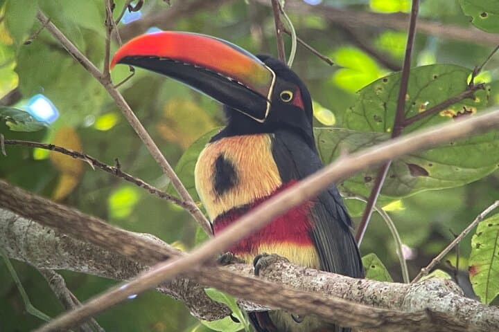Private Manuel Antonio Sunset & Night Wildlife Hike — Sunset Views and Nocturnal Wildlife photo 4