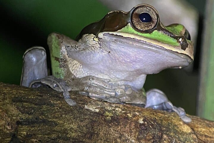 Private Manuel Antonio Sunset & Night Wildlife Hike — Sunset Views and Nocturnal Wildlife photo 5