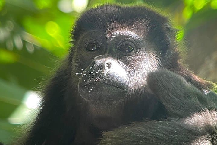 Overnight at Sirena: 2-Day Corcovado Jungle Adventure from Puerto Jiménez photo 4