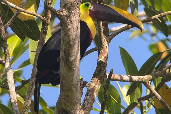 Overnight at Sirena: 2-Day Corcovado Jungle Adventure from Puerto Jiménez photo 5