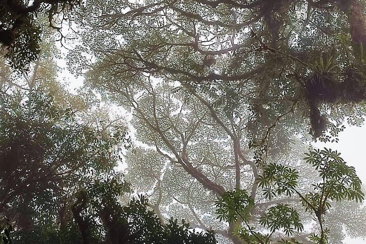 Monteverde Hanging Bridges Birdwatching Tour — See the Resplendent Quetzal in the Cloud Forest photo 4
