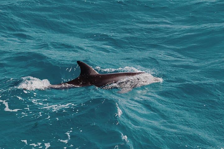 Dolphin Watching in Muscat: 2-Hour Boat Tour on the Arabian Sea photo 2