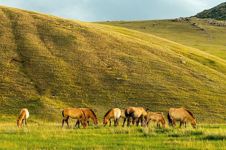 Private 8-Day Mongolia Tour: Gobi Dunes, Orkhon Valley & Nomadic Life photo 4