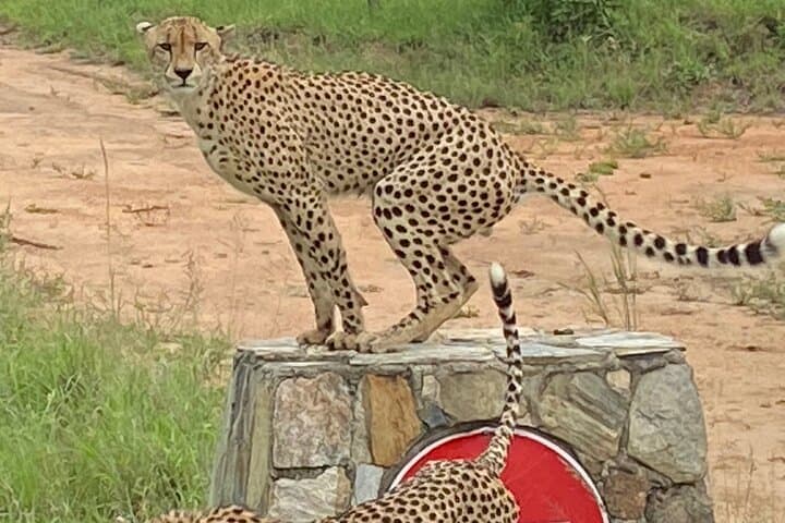 Full-Day Kruger National Park Safari: Big Five Game Drive from Mpumalanga photo 5