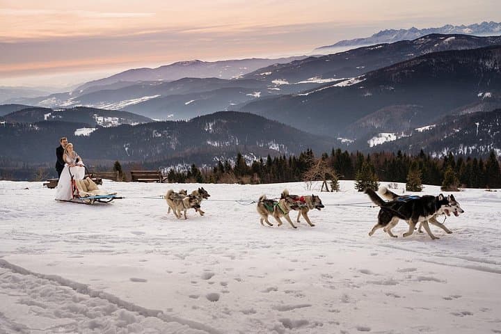 Arctic Dog Sled Rides Near Białystok: Siberian Huskies & Norwegian Elkhounds
