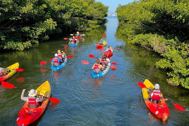 Paddle the Restored Mangrove Bayou: Kayak Tours from The Bay Park, Sarasota photo 4