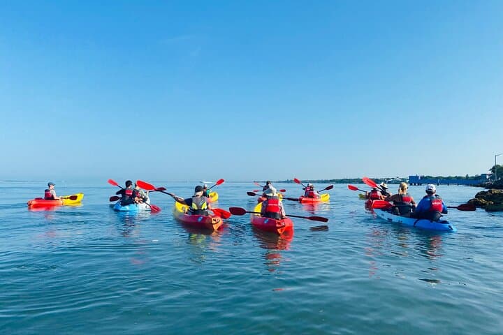 Paddle the Restored Mangrove Bayou: Kayak Tours from The Bay Park, Sarasota photo 6