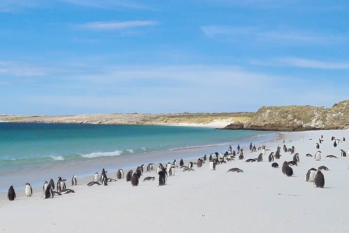 Private Coastal Penguin Encounter and Stanley Highlights Tour