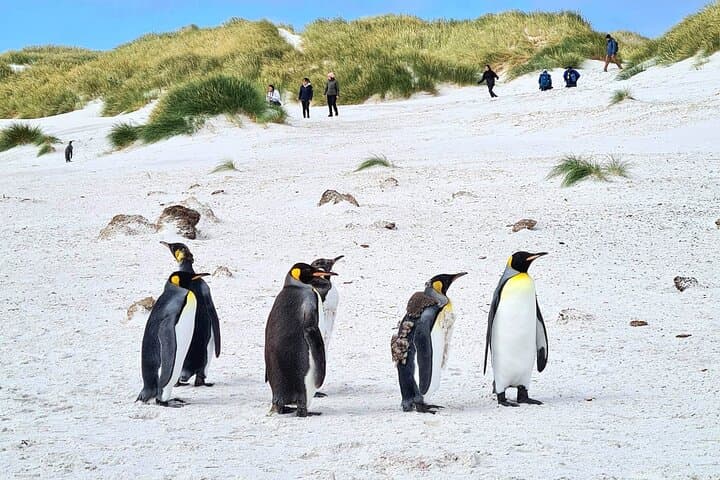 Private Coastal Penguin Encounter and Stanley Highlights Tour photo 2