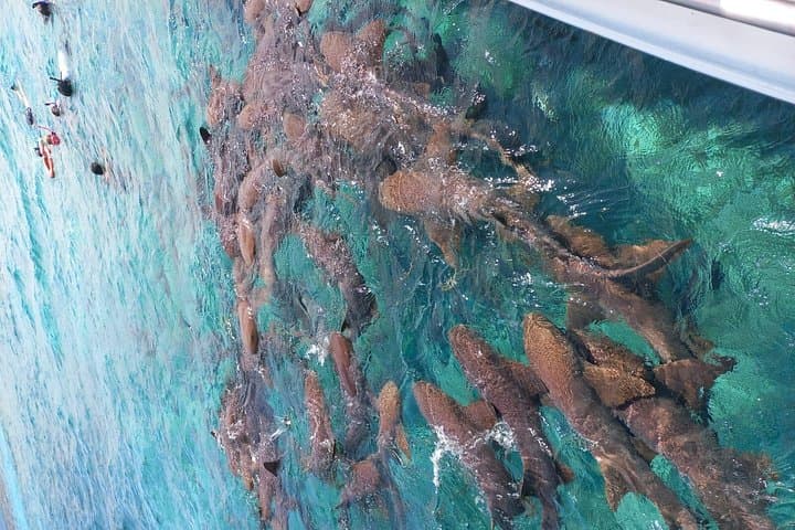 Snorkel Hol Chan, Shark Ray Alley & Caye Caulker — Full-Day Reef, Shark and Manatee Experience photo 3