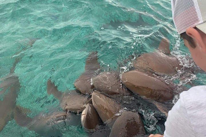 Snorkel Hol Chan, Shark Ray Alley & Caye Caulker — Full-Day Reef, Shark and Manatee Experience photo 2