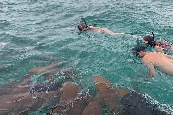 Snorkel Hol Chan, Shark Ray Alley & Caye Caulker — Full-Day Reef, Shark and Manatee Experience photo 1
