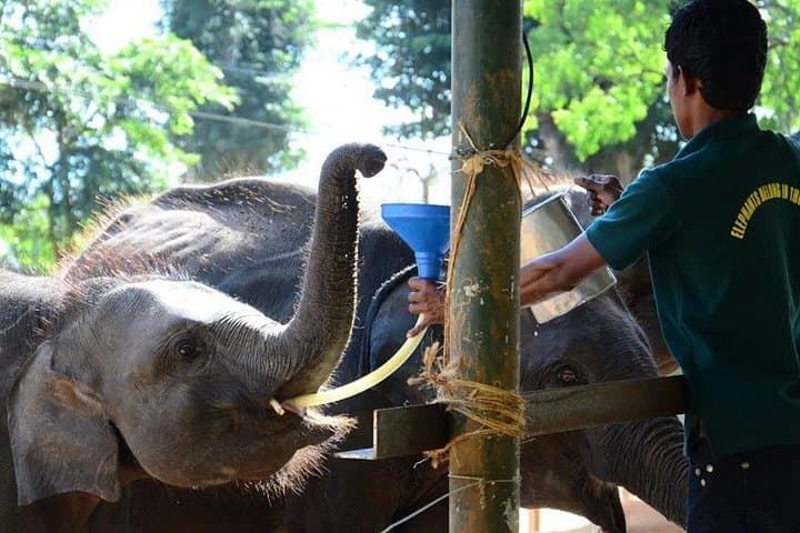 Udawalawe National Park Safari & Elephant Transit Home — Half-Day Wildlife Drive photo 4
