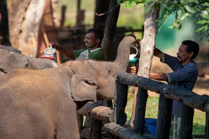 Udawalawe National Park Safari & Elephant Transit Home — Half-Day Wildlife Drive photo 2
