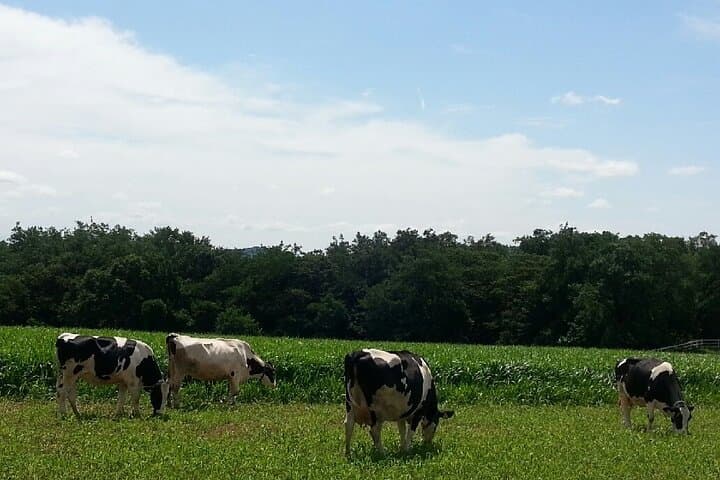 VIP Private Dairy Experience Tour near Seoul — Farm Visit with Fireflies & Wildlife photo 1