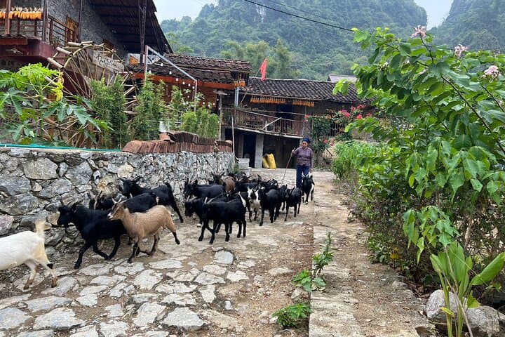 Trekking Ban Gioc Waterfall to Hidden Village — 2-Day Cultural Trek in Cao Bang