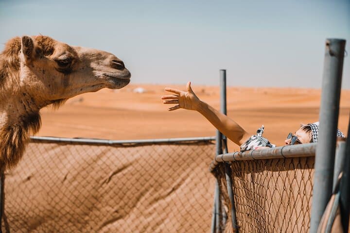 Sunset Camel Trekking in Dubai's Red Dunes (Lahbab Desert) photo 5