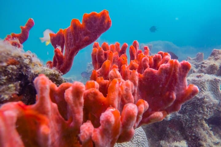 Honda Bay Island Hopping: Puerto Princesa Snorkel, Lunch & Island Stops photo 3