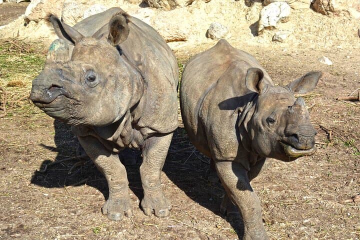 Inside Terra Natura Benidorm: Summer Zooimmersion Ticket Guide photo 5