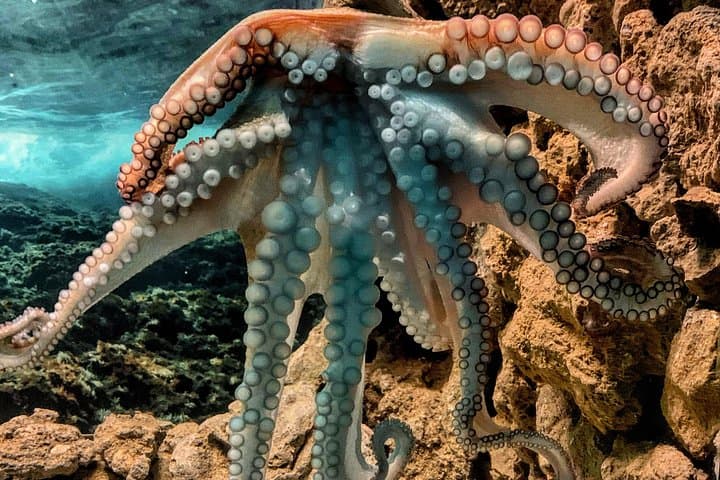 Corfu Aquarium Guided Tour: Explore Mediterranean Marine Life in Paleokastritsa photo 5