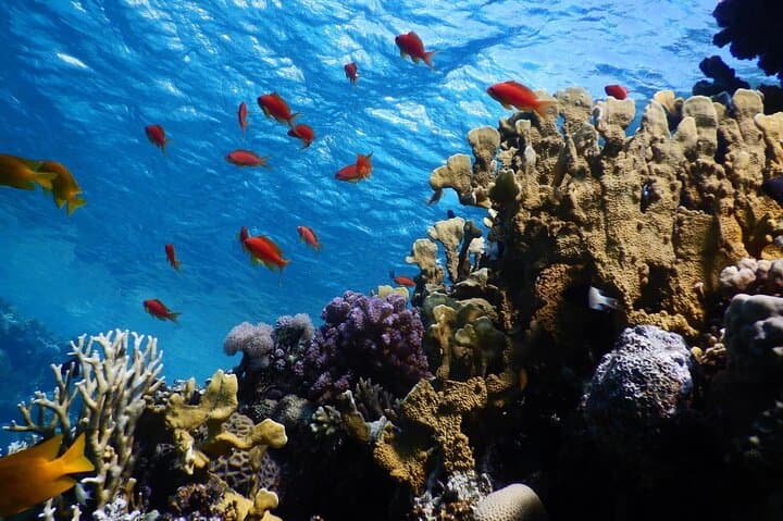Private Glass-Bottom Boat Tour in Aqaba — 2–5 Hour Red Sea Coral & Wreck Experience photo 2