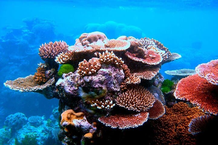 Private Glass-Bottom Boat Tour in Aqaba — 2–5 Hour Red Sea Coral & Wreck Experience photo 3