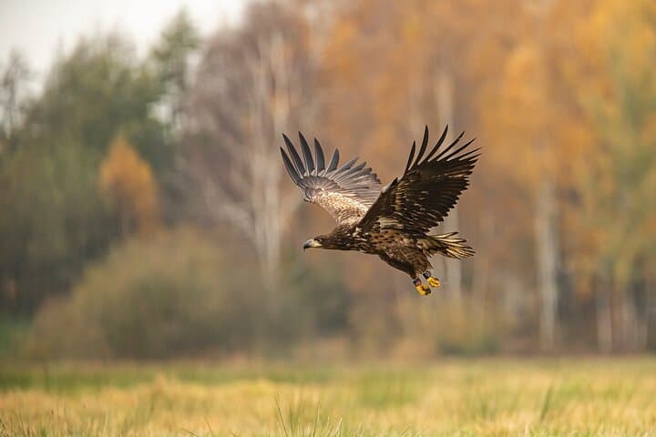 Half-Day Birdwatching Safari at Vente Cape — Nemunas Delta from Kintai photo 2