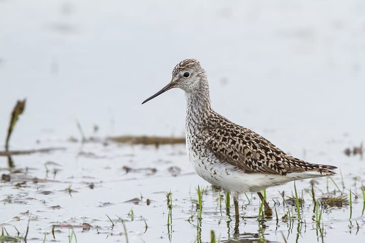Half-Day Birdwatching Safari at Vente Cape — Nemunas Delta from Kintai photo 3