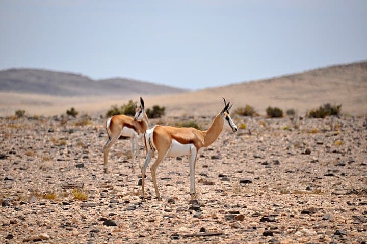 Namib Desert Landscape Tour: Sandwich Harbour, Dunes & Desert Wildlife