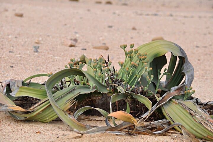 Namib Desert Landscape Tour: Sandwich Harbour, Dunes & Desert Wildlife photo 2