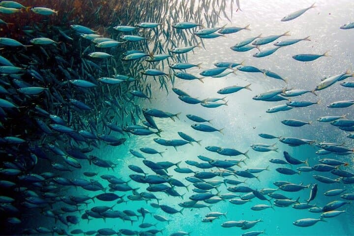 Moalboal Sardines Run: Private 1‑Hour Snorkel Tour Near Panagsama Beach photo 3