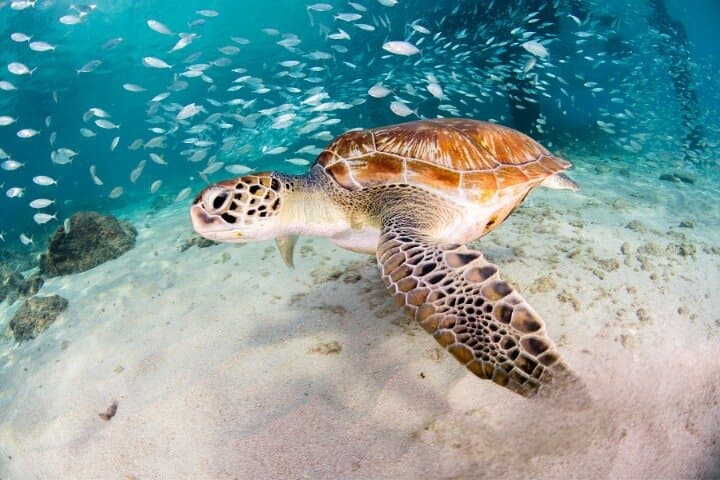 Moalboal Sardines Run: Private 1‑Hour Snorkel Tour Near Panagsama Beach photo 1