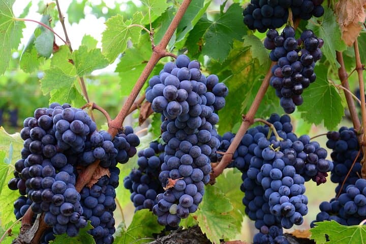 Niagara Wine Trail Private Guided Tour: 4–5 Wineries from Niagara Falls