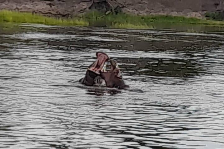Sunrise Breakfast Cruise on the Zambezi — Hippos, Elephants & Morning Light photo 6