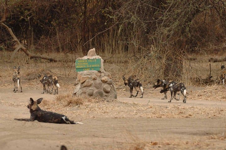 Ruaha National Park 4-Day Safari: Game Drives, Walking Safaris & River Wildlife photo 3