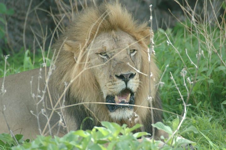 Ruaha National Park 4-Day Safari: Game Drives, Walking Safaris & River Wildlife photo 4