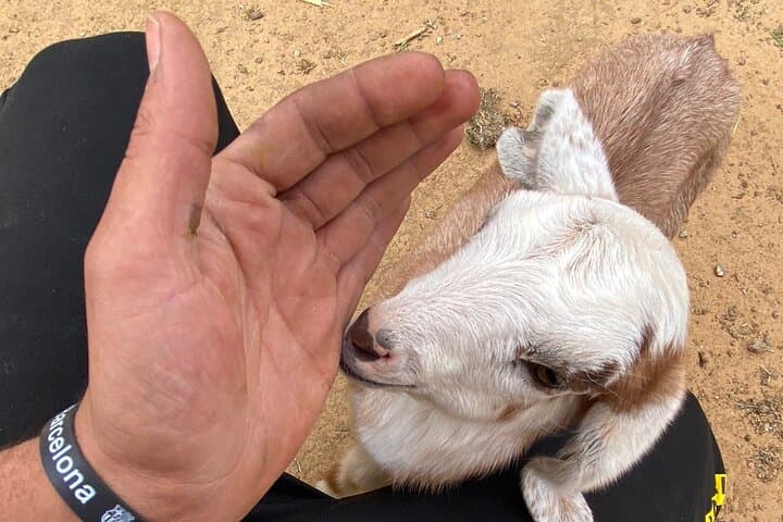 Wadi Rum Full-Day Desert & Farm Tour — Jeep Safari, Farm Visit and Overnight Camp photo 4