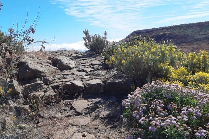 Hiking the North of Gran Canaria: Guided Full‑Day Tamadaba & Ravine Trails photo 5