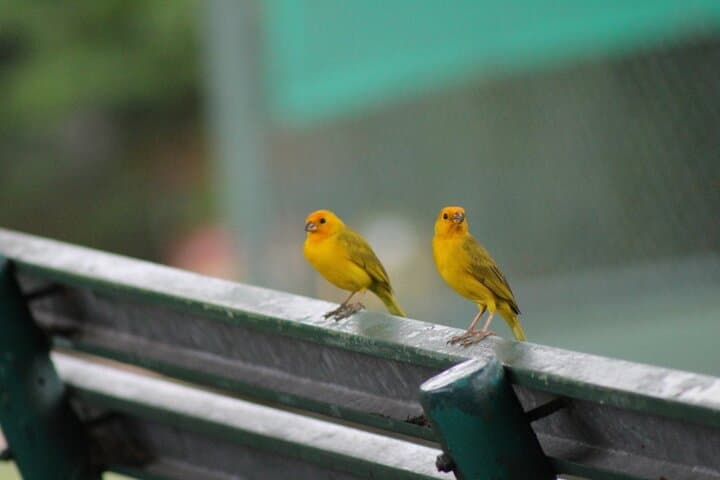Birding Pipeline Road: Morning Tour from Amador Cruise Port (Panama) photo 5