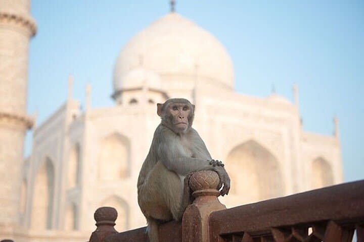 Day Trip to Agra from Delhi — Taj Mahal, Agra Fort & Itmad‑ud‑Daulah photo 2