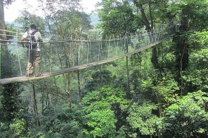 FRIM Rainforest Private Tour — Kuala Lumpur Day Trip to the Forest Research Institute photo 3