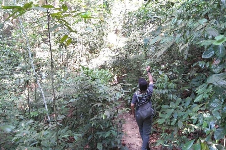 FRIM Rainforest Private Tour — Kuala Lumpur Day Trip to the Forest Research Institute photo 6