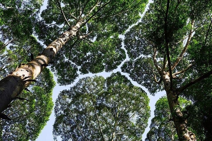 FRIM Rainforest Private Tour — Kuala Lumpur Day Trip to the Forest Research Institute photo 5