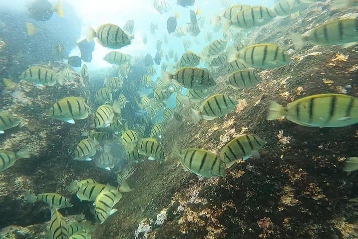 Private Snorkel Tour in Cabo San Lucas: Pelican Rock & Land's End photo 4