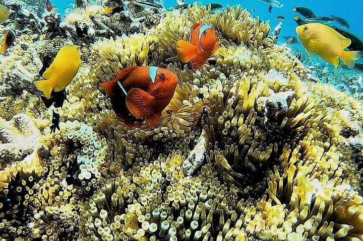 Secret Gili Islands Snorkel Day Trip West Lombok photo 2