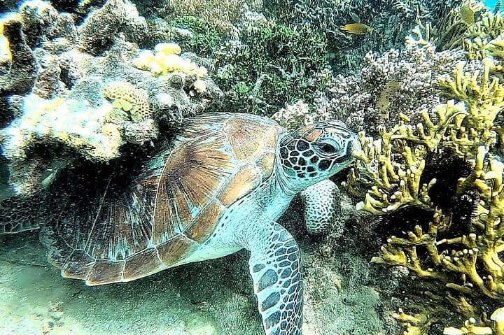 Secret Gili Islands Snorkel Day Trip West Lombok photo 5