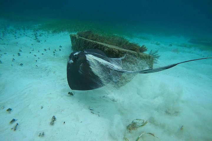 Cancún Parasailing and Snorkeling Combo: El Meco Ruins & Underwater Museum photo 4