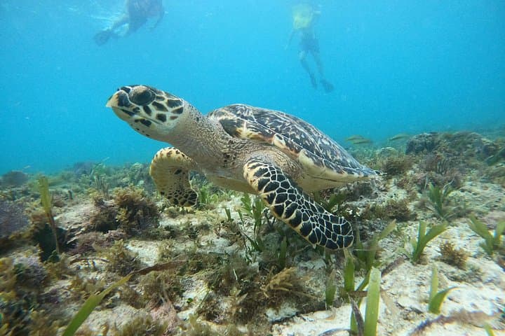 Cancún Parasailing and Snorkeling Combo: El Meco Ruins & Underwater Museum photo 5