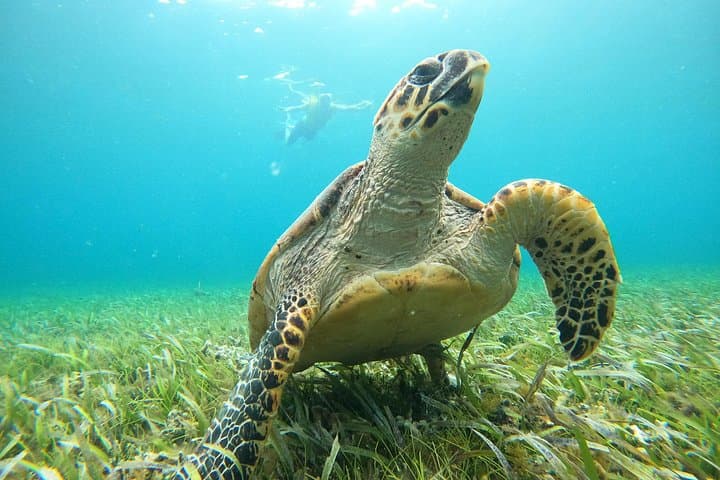 Cancún Parasailing and Snorkeling Combo: El Meco Ruins & Underwater Museum photo 6