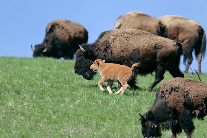 Exploring Yellowstone's Lamar Valley: A Full Day Wildlife Tour from Northeast Entrance